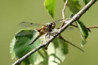 Libellula quadrimaculata
