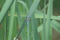 Aeshna affinis