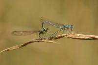 Platycnemis pennipes