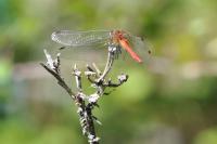Sympetrum sanguineum