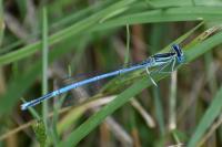 Platycnemis pennipes