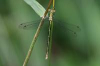 Lestes virens