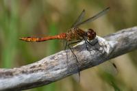 Sympetrum sanguineum