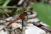 Sympetrum sanguineum
