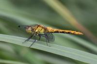 Sympetrum sanguineum