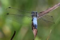 Orthetrum cancellatum