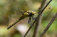 Orthetrum cancellatum