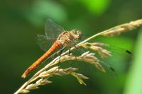 Sympetrum sanguineum