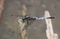 Orthetrum albistylum