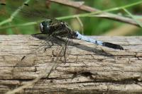 Orthetrum albistylum