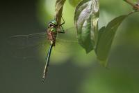 Somatochlora metallica