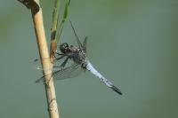 Orthetrum cancellatum