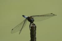 Orthetrum cancellatum