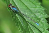 Erythromma viridulum