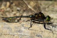 Somatochlora metallica