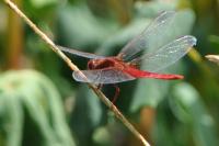 Crocothemis erythraea