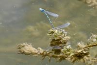 Erythromma lindenii