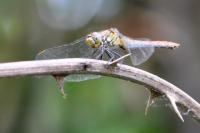 Sympetrum sanguineum