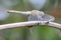 Sympetrum sanguineum