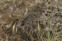 Orthetrum brunneum