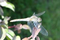 Sympetrum sanguineum