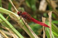 Crocothemis erythraea