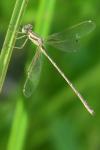 Lestes barbarus