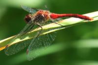 Sympetrum sanguineum