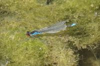 Erythromma viridulum