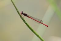 Ceriagrion tenellum