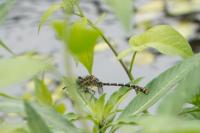 Onychogomphus forcipatus