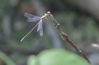 Chalcolestes viridis