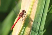 Sympetrum sanguineum