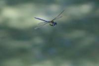 Aeshna affinis