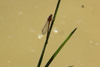 Platycnemis pennipes
