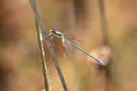 Lestes virens