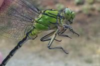 Ophiogomphus cecilia