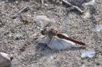 Sympetrum sanguineum