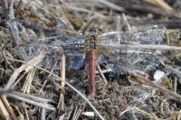 Sympetrum sanguineum