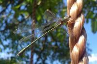 Chalcolestes viridis