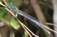 Platycnemis pennipes