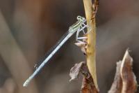 Platycnemis