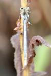 Platycnemis