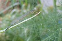 Erythromma lindenii