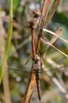 Sympetrum striolatum
