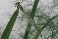 Erythromma lindenii