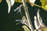 Chalcolestes viridis