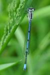 Coenagrion puella