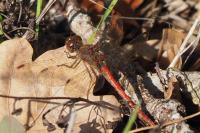Sympetrum striolatum
