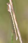 Sympecma fusca